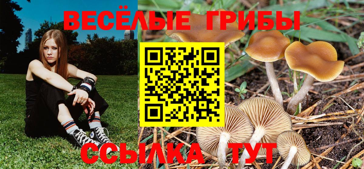 Галлюциногенные грибы Magic Shrooms  Псилоцибиновые грибы Psilocybe  Шатура  Вход с VPN 